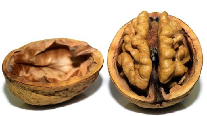 Is Walnut a nut?