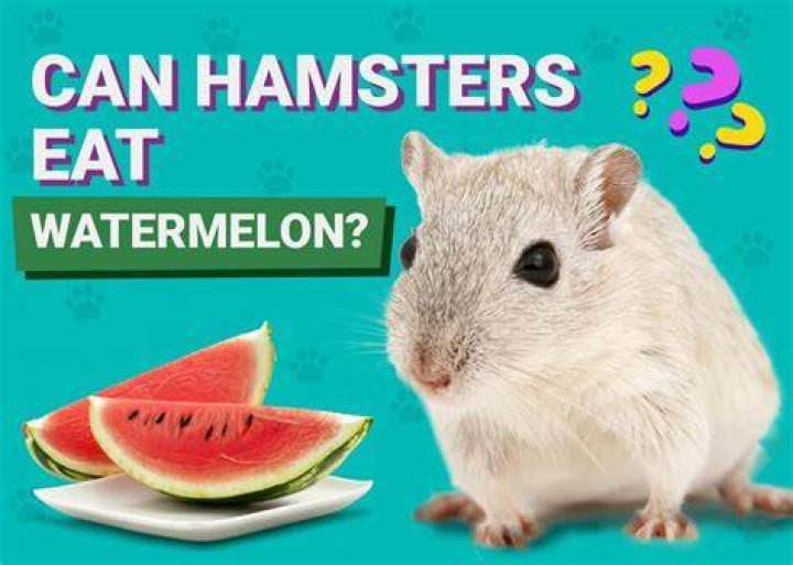 Is watermelon OK for hamsters?