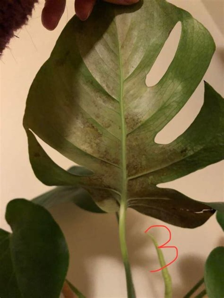 Should I cut off brown Monstera leaves?