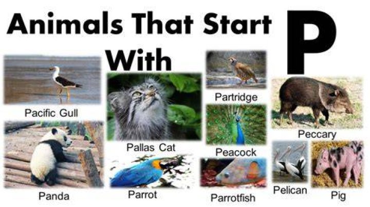 What animal starts with an P?