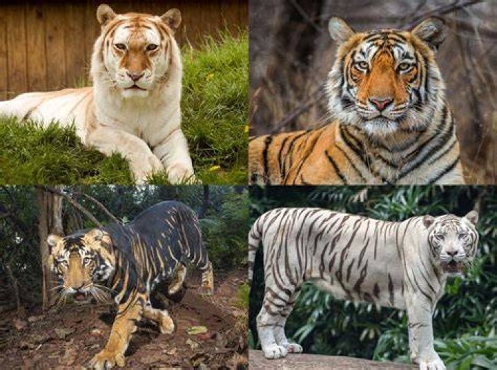 What animals are tigers friends with?