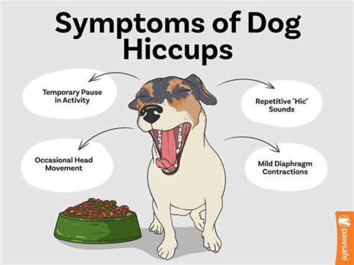What animals can get hiccups?