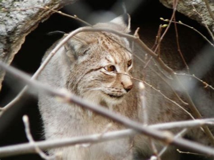 What are bobcats enemies?