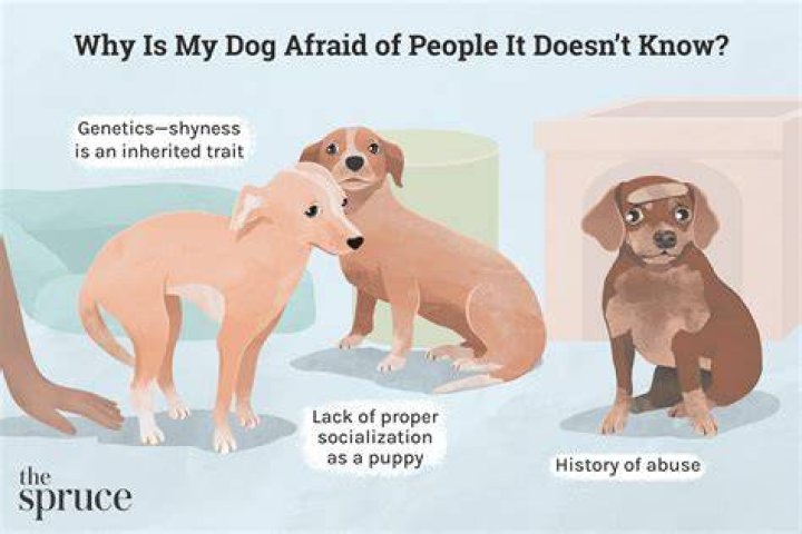 What are dog afraid of?
