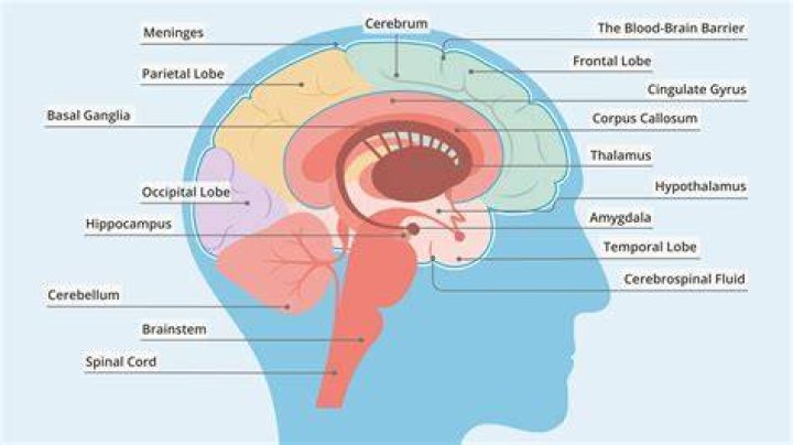 What are holes in the brain called?
