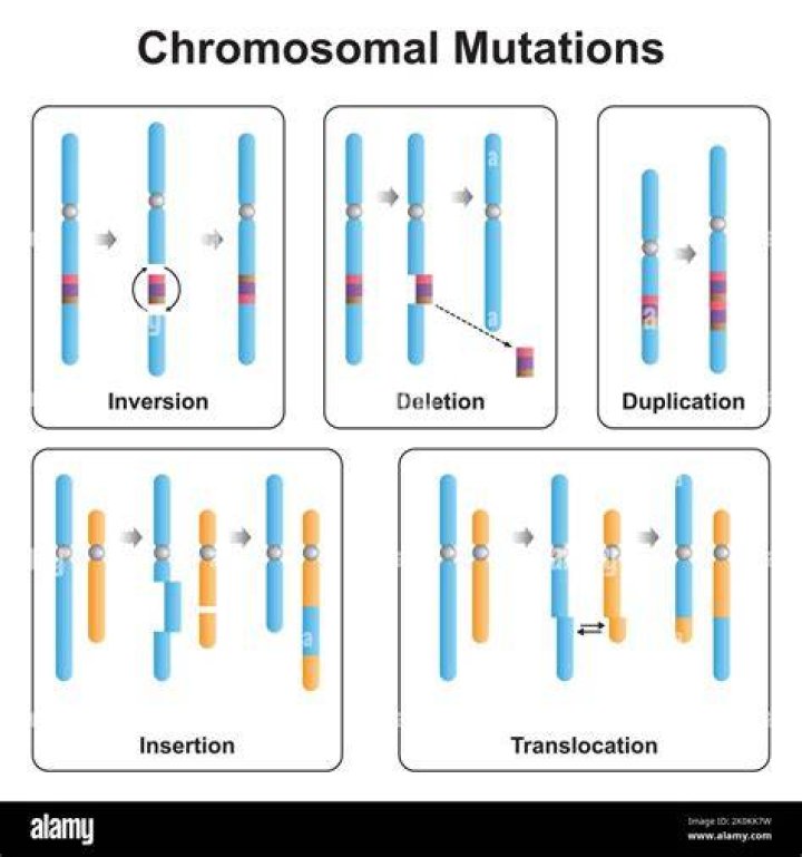 What are inversions and translocations?