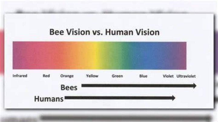 What colors are bees least attracted to?