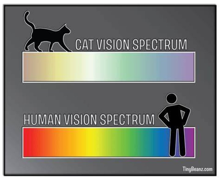 What do cats see that humans dont?