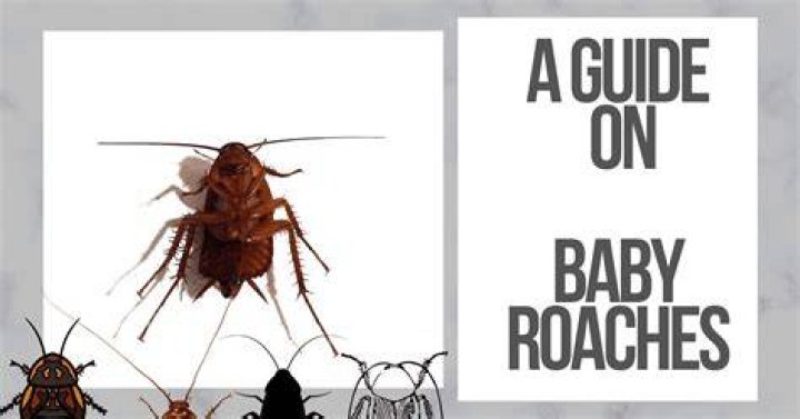 What do I do if I see baby roaches?