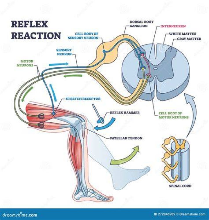 What does reflex testing mean?