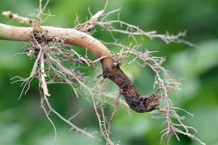 What does root rot look like in hydro?