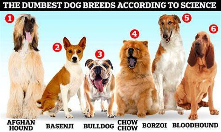What dog is the stupidest?