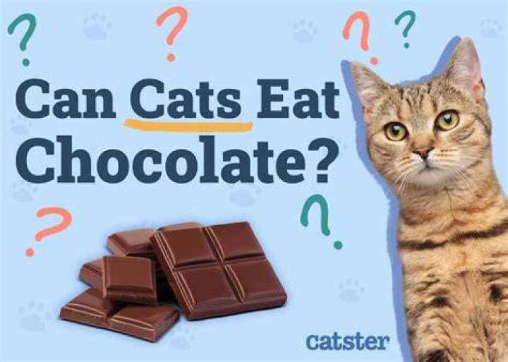 What happens if cats eat chocolate?