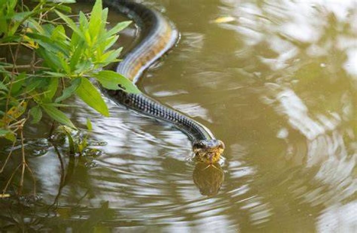 What happens if you get bit by a water moccasin snake?