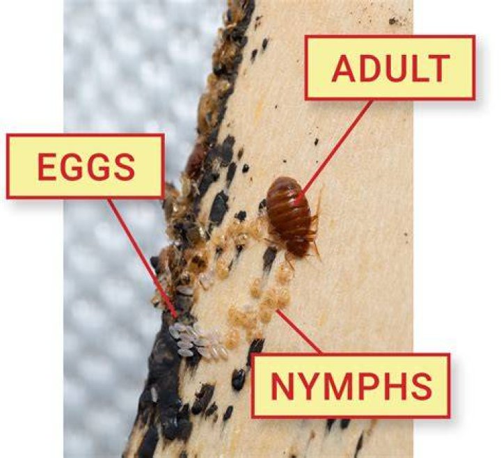 What happens when you squish a bed bug egg?