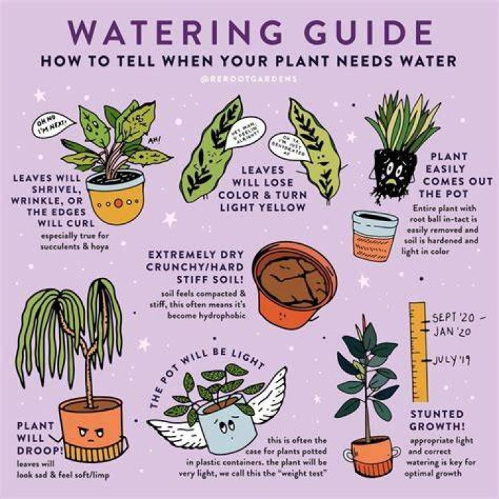 What happens when you water plants everyday?