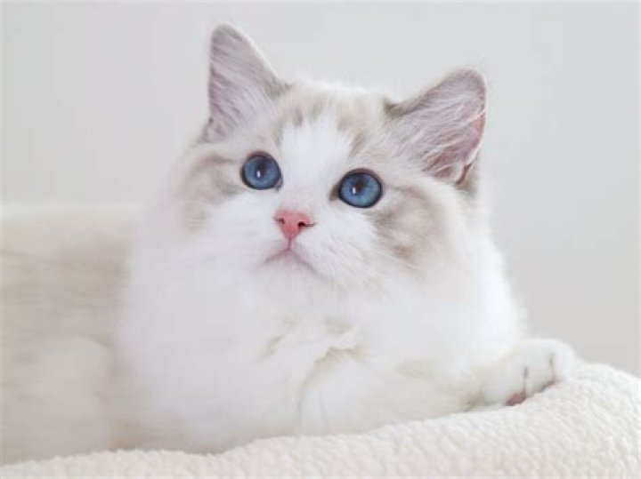 What is a blue Lynx Ragdoll?