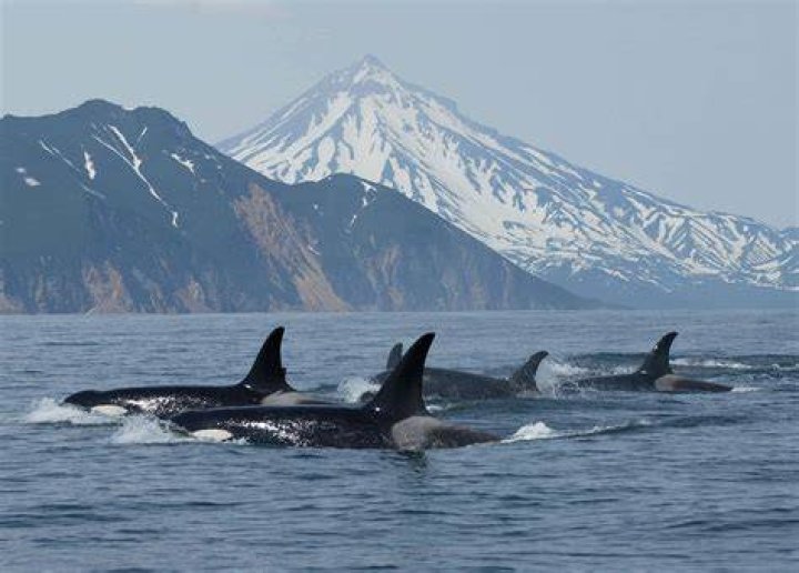 What is a group of orcas called?