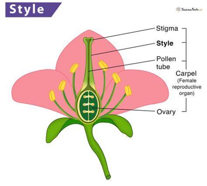 What is a style flower?