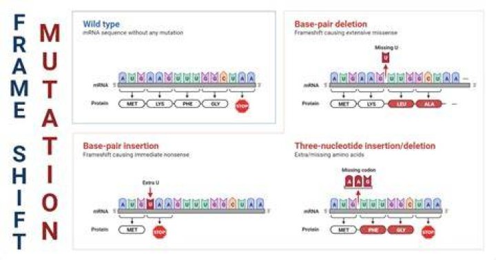 What is frameshift mutation with example?