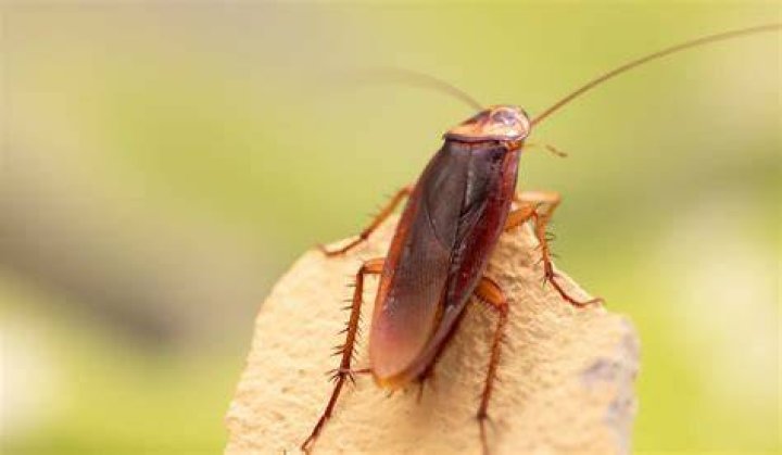 What is Roach chalk?