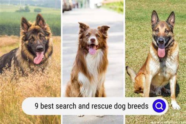 What is the best rescue dog?