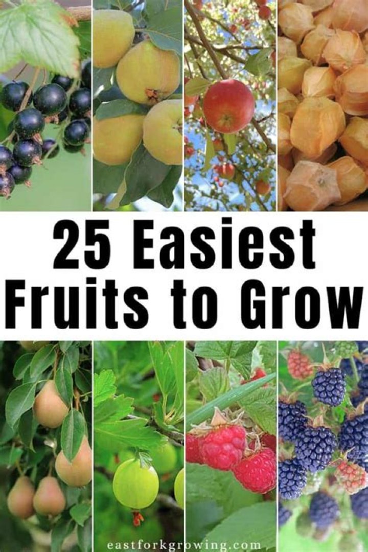 What is the fastest easiest fruit to grow?