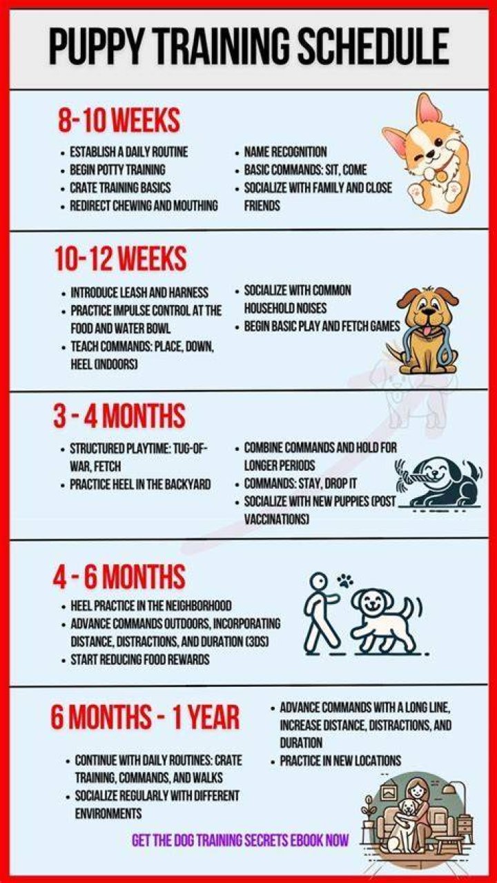 What is the first thing to teach a puppy?