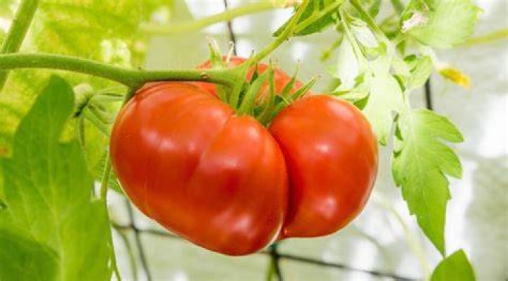 What is the most disease resistant heirloom tomato?