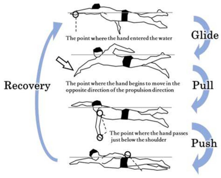 What is the most efficient swim stroke?