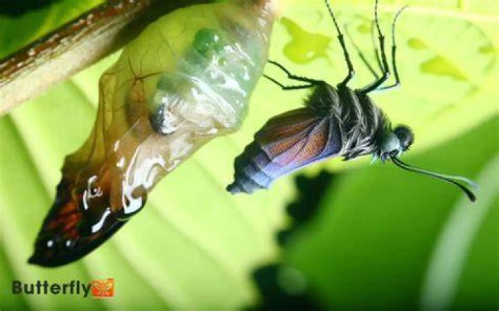What is the red stuff that comes out when butterflies hatch?