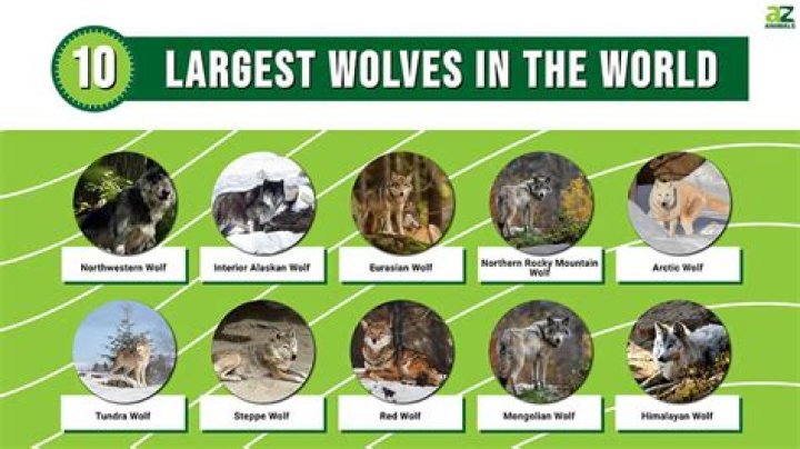 What is the tallest wolf?