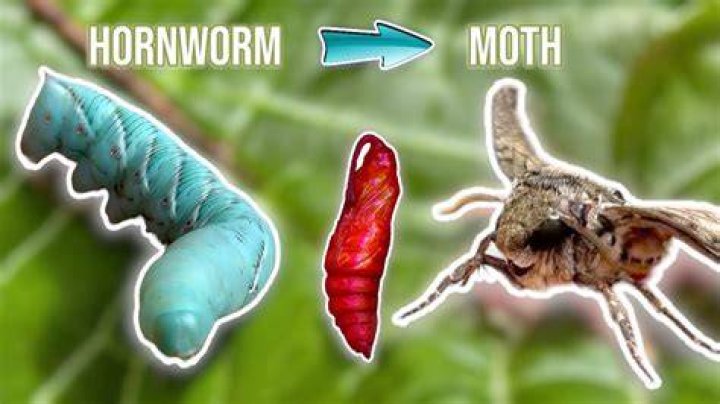 What moths produce hornworms?