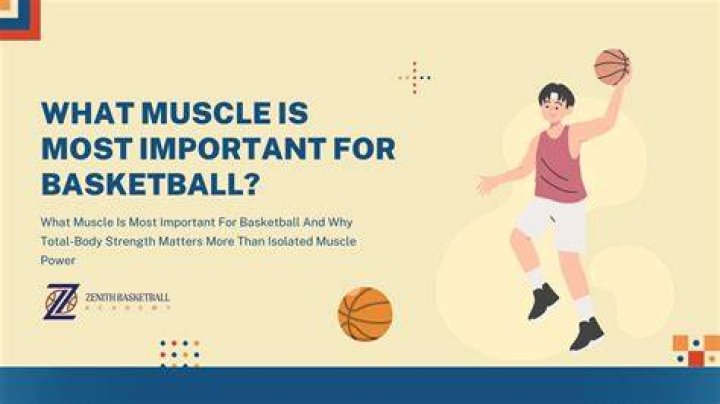 What muscles are most important for basketball?