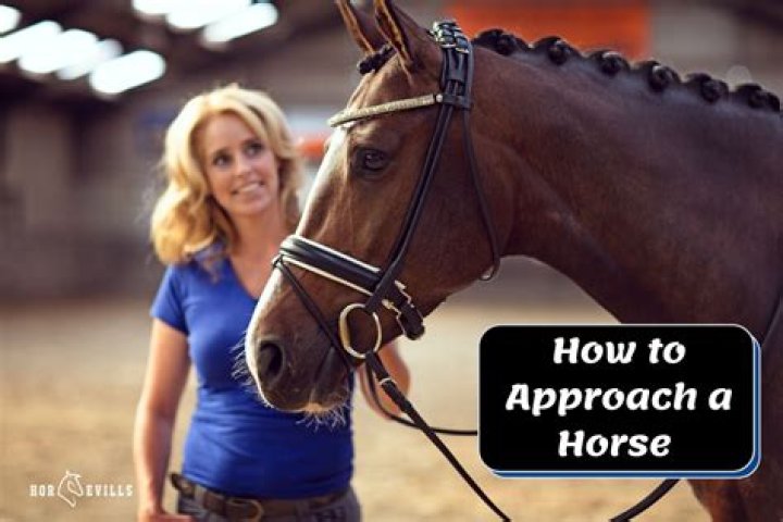 What side should you approach a horse?