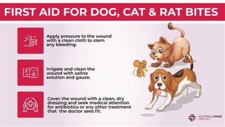 What to do if a puppy bites you and draws blood?