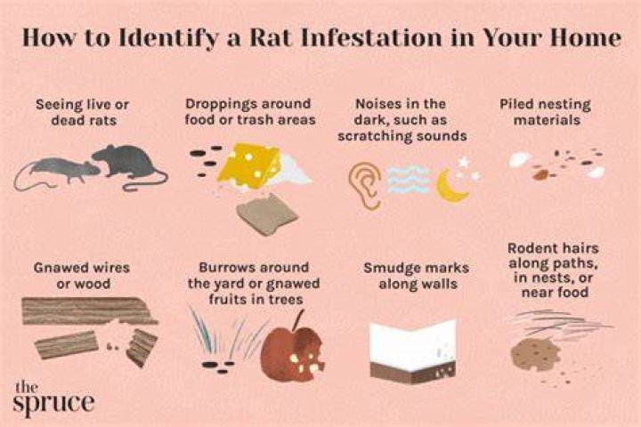What to do if you have a rat in your kitchen?