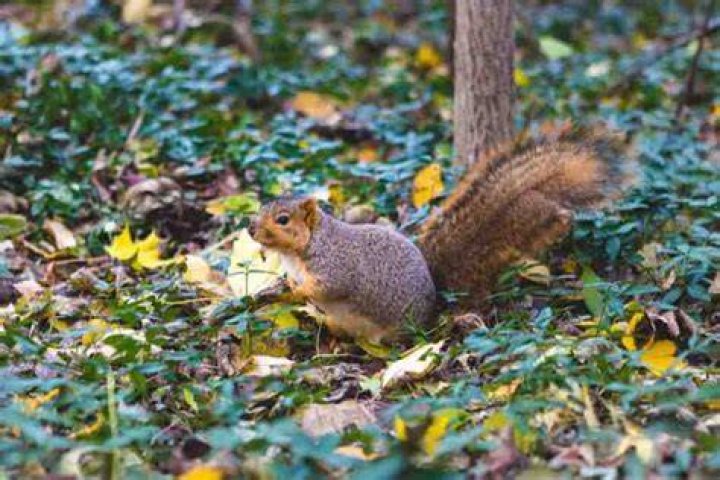 What type of home do squirrels live in?