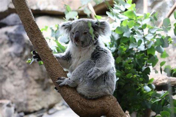What zoo pays the most?