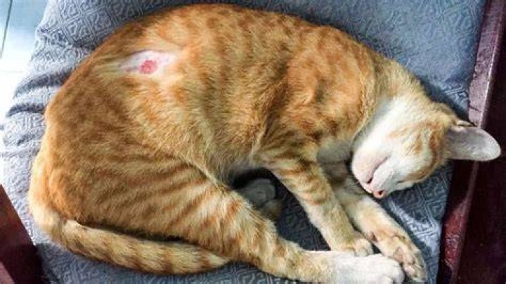 Whats a hot spot on a cat?