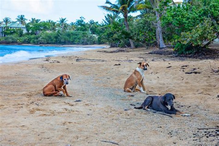 Where are stray dogs in Puerto Rico?
