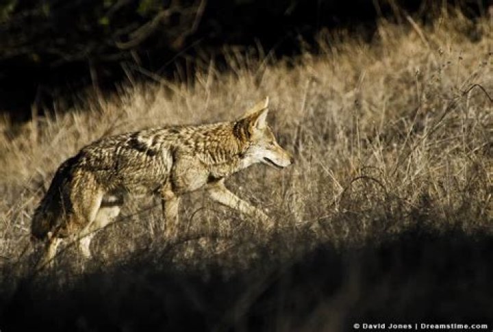 Where do coyotes go during the day?