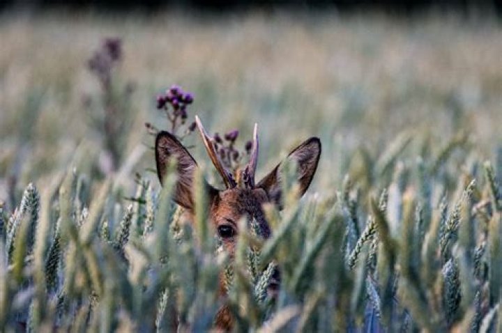 Where do deer shelter during storms?
