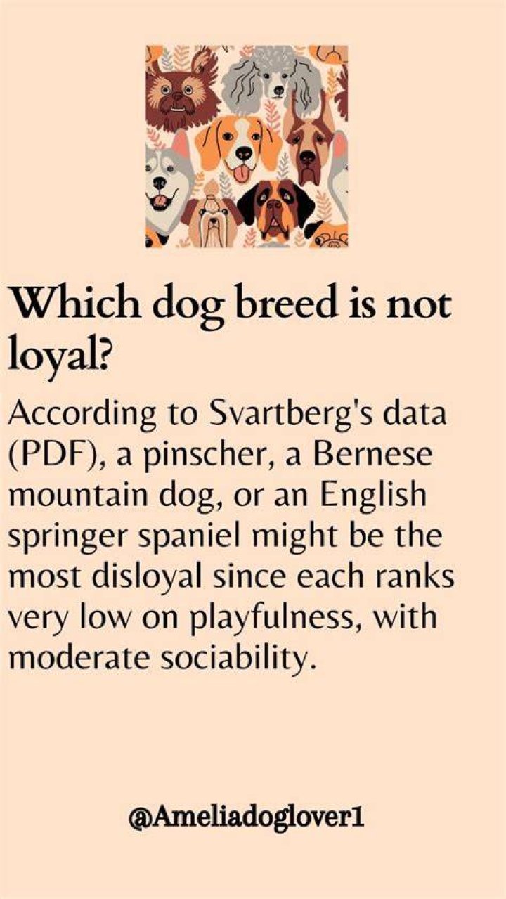 Which dog breed is not loyal?