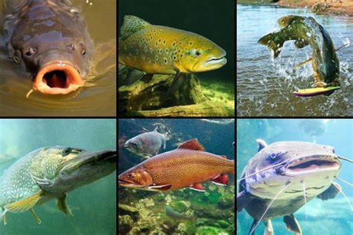 Which fish is eat human?