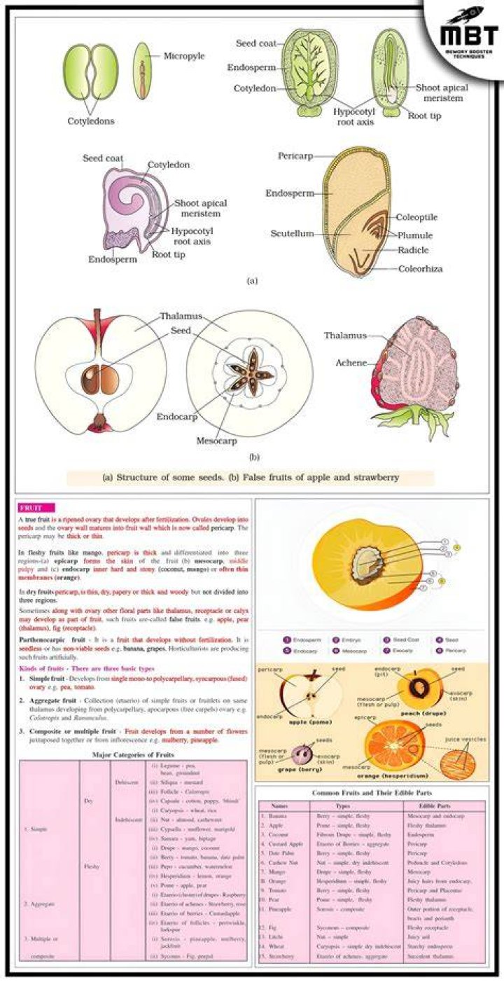 Which is not false fruit?