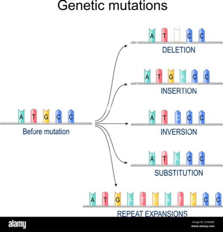 Which mutation point or frameshift would probably have the greatest effect on the protein?