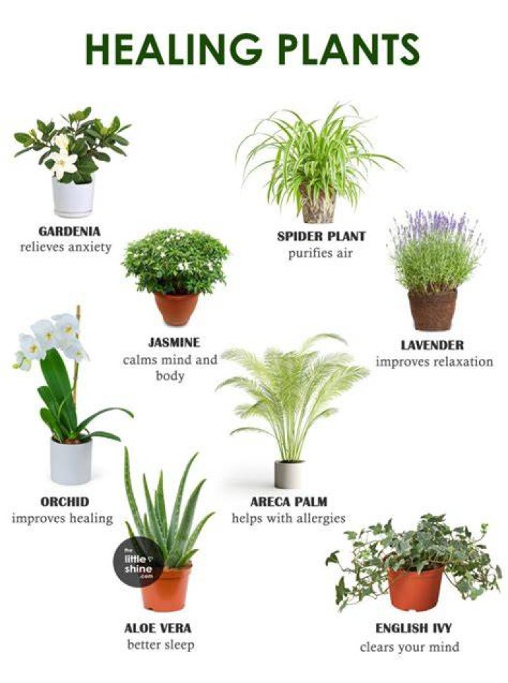 Which plant is good for peace of mind?