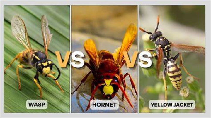 Which sting is worse yellow jacket or wasp?