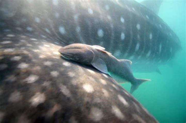 Why can't you touch a whale shark?